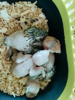 Handtamme Roestkop caique s, Dieren en Toebehoren