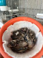 Parva, Dieren en Toebehoren