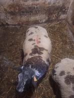 Baggerbonte ramlammeren, Dieren en Toebehoren, Schapen, Geiten en Varkens, Mannelijk, Schaap, 0 tot 2 jaar