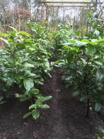 Laurier planten (Rotundifolia), Ophalen, Laurier