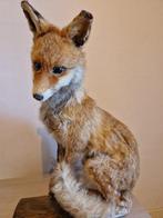 Prachtige vos taxidermie, Ophalen