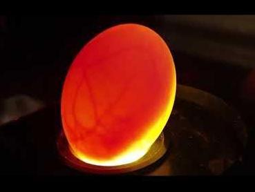 Reisduiven ongeboren!!!, Dieren en Toebehoren, Vogels | Duiven, Postduif, Geslacht onbekend