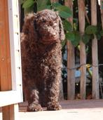 Medium Labradoodle pups, Dieren en Toebehoren, Honden | Retrievers, Spaniëls en Waterhonden, België, Overige rassen, CDV (hondenziekte)