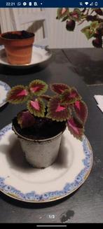 Coleus siernetel, Huis en Inrichting, Kamerplanten, Ophalen of Verzenden