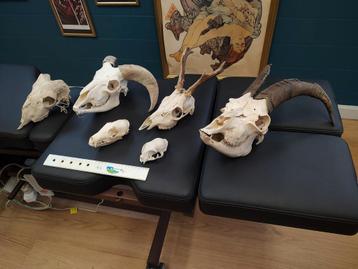 Verschillende dierenschedels beschikbaar voor biedingen