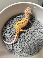Tremper luipaardgekko vrouw, Dieren en Toebehoren, Hagedis, Tam, 0 tot 2 jaar