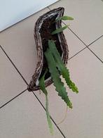 Mooi plant, Enlèvement