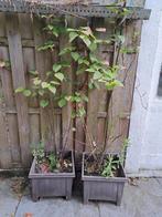 Kiwi plant, Ophalen