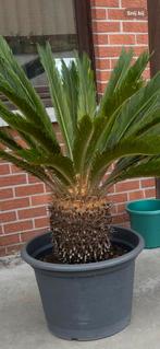 Cycas revoluta, Tuin en Terras, Planten | Tuinplanten, Ophalen of Verzenden