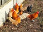 Mooie geel witpel Friese krielen, Dieren en Toebehoren, Meerdere dieren, Kip