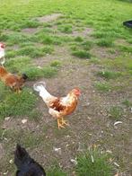 Haan, Dieren en Toebehoren, Pluimvee