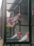 Rose kaketoes, Dieren en Toebehoren, Vogels | Parkieten en Papegaaien