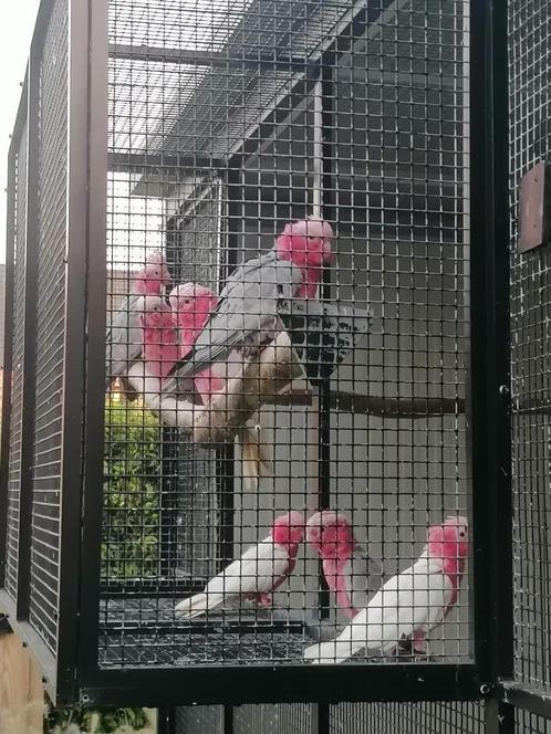 Rose kaketoes, Dieren en Toebehoren, Vogels | Parkieten en Papegaaien