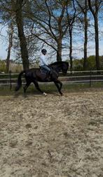 Dressuur ruin, Dieren en Toebehoren, Paarden, Ruin