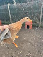 Saksen eend trio, Dieren en Toebehoren, Eend