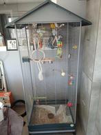 4 dwergpapegaaien te koop, Dieren en Toebehoren
