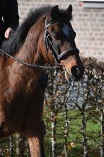 Super Super brave, ervaren , leer C pony, Gechipt, B, Ruin, C pony (1.27m tot 1.37m)