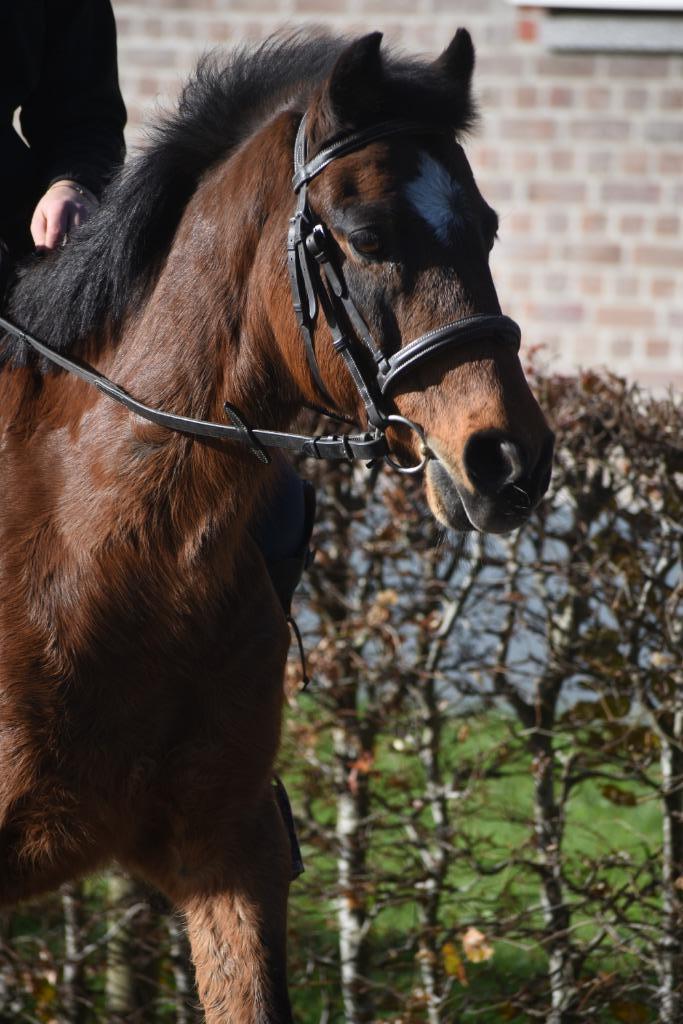 Super Super brave, ervaren , leer C pony, Dieren en Toebehoren, Pony's, Ruin, B, C pony (1.27m tot 1.37m), Recreatiepony, 11 jaar of ouder