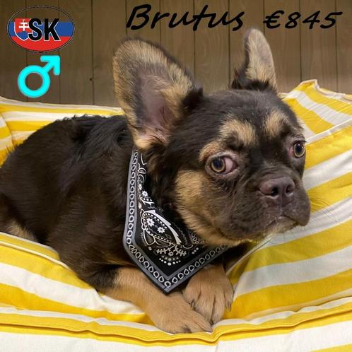 "Brutus" FLUFFY Franse Bull - te koop, Dieren en Toebehoren, Honden | Chihuahua's en Gezelschapshonden, Reu, Overige rassen, Handelaar