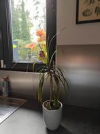 Dracaena mooie plant, Huis en Inrichting, Kamerplanten, Ophalen of Verzenden