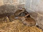 Jong konijntjes €5/ stuk, Dieren en Toebehoren, Konijnen, Meerdere dieren, Middelgroot, Hangoor, 0 tot 2 jaar