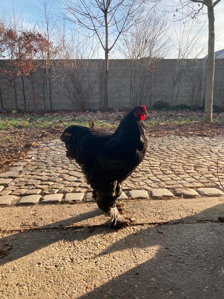 Brahma haan, Animaux & Accessoires, Volatiles, Poule ou poulet, Mâle