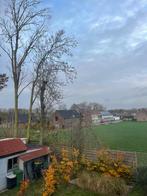 Bomen voor het brandhout, Tuin en Terras, 6 m³ of meer, Ophalen, Eikenhout, Stammen