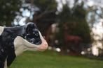 VACHE LAITIERE EN FONTE PATINEE, Enlèvement ou Envoi, Neuf