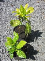 acuba  japon!ca, Tuin en Terras, Ophalen