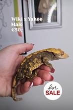 1.0 Bijna RTB Harlequin wimpergekko man, Dieren en Toebehoren, Reptielen en Amfibieën, Hagedis, Tam, 0 tot 2 jaar