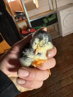 Kuikentjes, Dieren en Toebehoren, Pluimvee, Geslacht onbekend, Kip