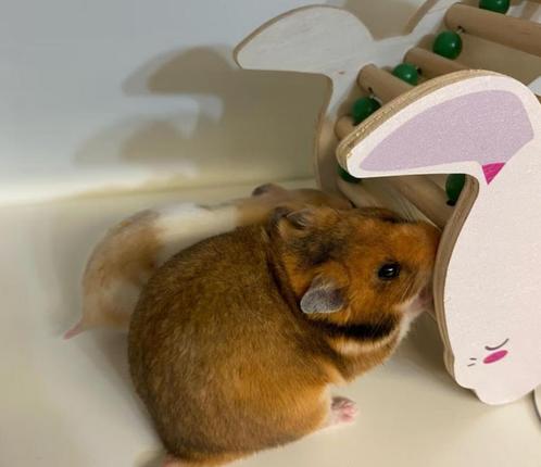 Hamster (Dwerg en Goudhamster) - te koop, Dieren en Toebehoren, Knaagdieren, Meerdere dieren, Hamster