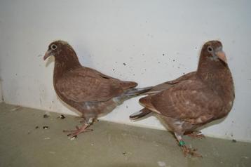 kleurpostduiven, Dieren en Toebehoren, Meerdere dieren, Postduif