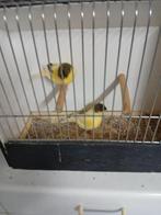 Glosters, Dieren en Toebehoren, Vogels | Kanaries, Meerdere dieren, Postuurkanarie