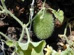 Arabische komkommer/egelpompoenzaden Cucumis dipsaceus, Tuin en Terras, Ophalen of Verzenden, Zaad