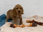 Engelse cocker spaniel reu, Dieren en Toebehoren, Honden | Retrievers, Spaniëls en Waterhonden, België, Reu, CDV (hondenziekte)