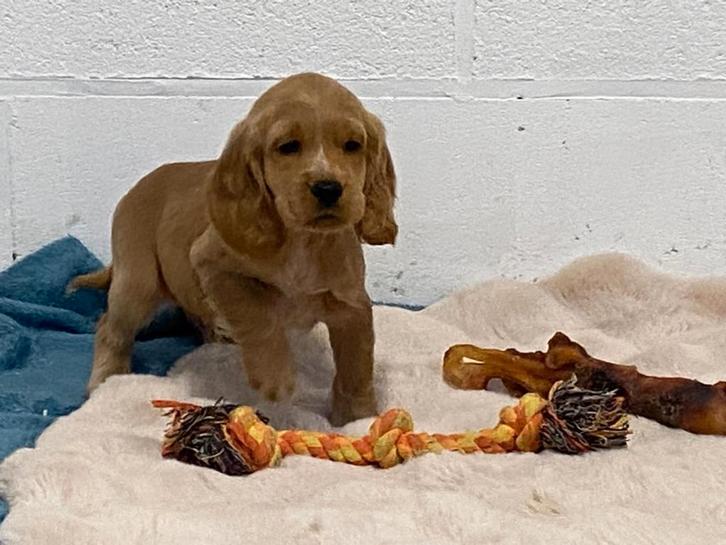 Engelse cocker spaniel reu, Dieren en Toebehoren, Honden | Retrievers, Spaniëls en Waterhonden, Reu, Spaniël, Fokker | Professioneel