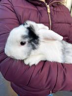 Voedster zoekt nieuw huisje gratis, Dieren en Toebehoren, Konijnen, Vrouwelijk, Middelgroot, 0 tot 2 jaar