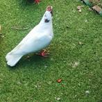 Duiven, Dieren en Toebehoren