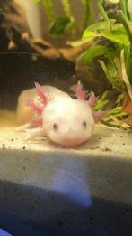 Axolotl te koop, Autres types, Poisson d'eau douce