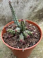 Huernia schneideriana Hybride, Verzenden, Vetplant, Minder dan 100 cm