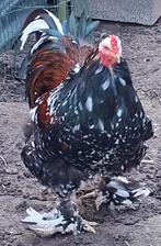 Brahma haan, Mannelijk, Kip