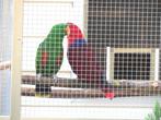 Edelpapegaaien, Dieren en Toebehoren, Vogels | Parkieten en Papegaaien, Meerdere dieren, Papegaai, Geringd