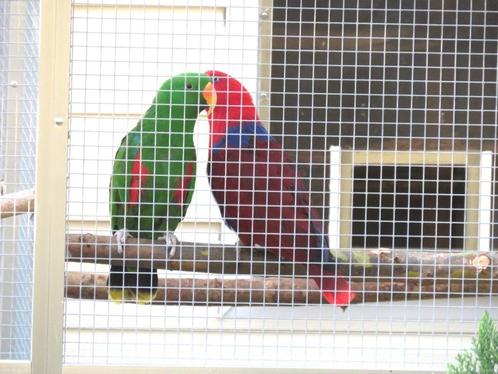 Edelpapegaaien, Dieren en Toebehoren, Vogels | Parkieten en Papegaaien, Papegaai, Meerdere dieren, Geringd