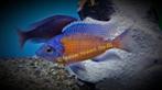 Copadichromis Red Kadango malawi cichliden, Dieren en Toebehoren, Vissen | Aquariumvissen, Vis, Zoetwatervis, Schoolvis
