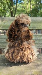 Choco krulveer usa zijdehoen hen, Dieren en Toebehoren, Pluimvee, Vrouwelijk, Kip