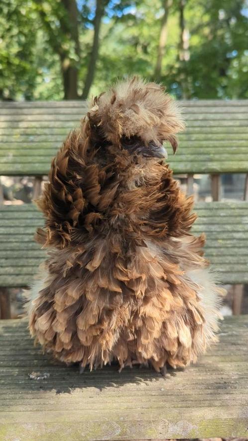 Choco krulveer usa zijdehoen hen, Dieren en Toebehoren, Pluimvee, Kip, Vrouwelijk