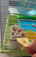 Goudenhamster, Animaux & Accessoires, Rongeurs