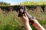 Prachtige kortharige dwerg teckel pups, Dieren en Toebehoren, Honden | Teckels en Dashonden, België, CDV (hondenziekte), 8 tot 15 weken