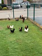 Kriezel kippen, Dieren en Toebehoren, Pluimvee